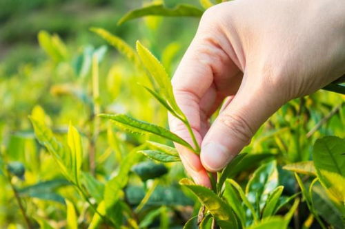 下沉市場中的黑馬 探訪茶巢奶茶，一杯茶的突圍之路
